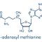 S-Adenosyl-Methionin