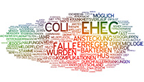 Coli-Bakterien