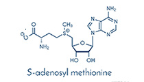 S-Adenosyl-Methionin